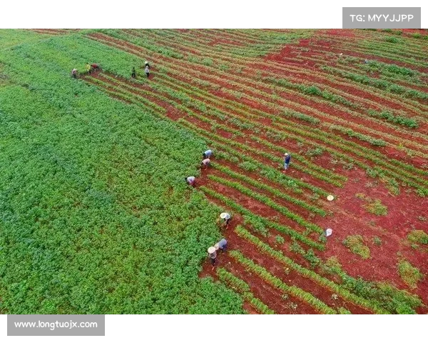 七大高地红石榴种植技巧助你提升产量收获更多果实 七大高地红石榴种植技巧助你提升产量收获更多果实